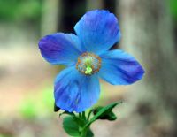 Excellent blue poppy like flowers with yellow stamens